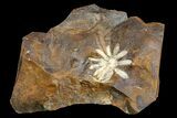 Fossil Reproductive Structure (Amersinia) - North Dakota #165065-1